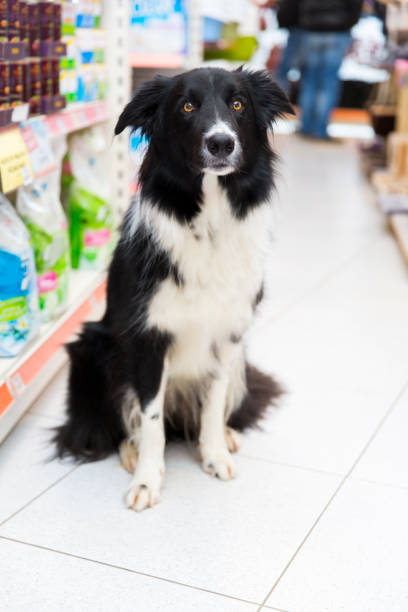 istock Cute Border Collie in pet store 662914968