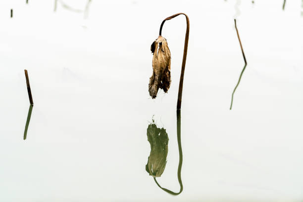 wilt lotus in pond