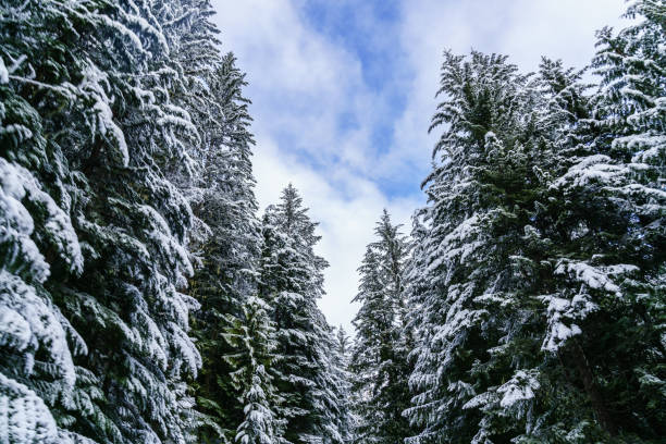 Looking up towards the sky at snow covered trees