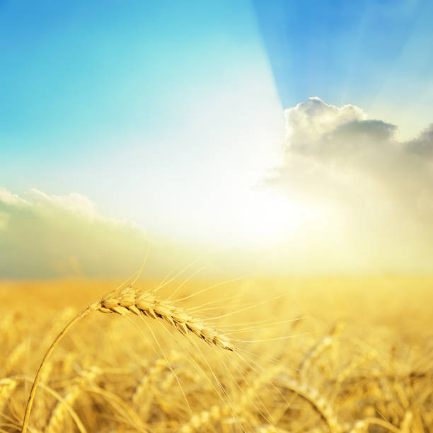 istock golden crop on field and good sunset in clouds over it 662925068