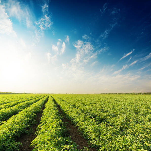 istock sunset in blue sky over field with tomatoes 662942788