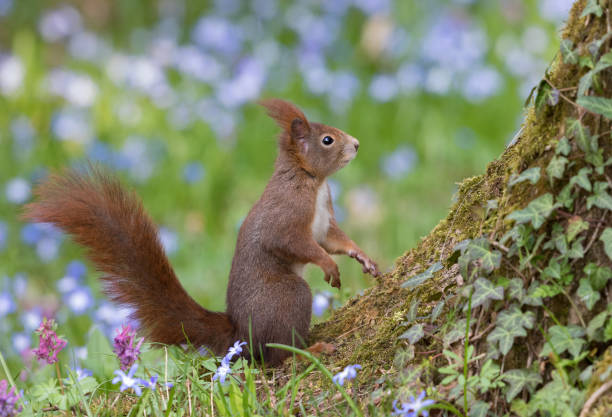 istock Red squirrel in front of flowering scilla 662948664