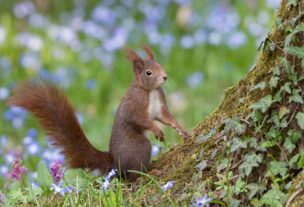 istock Red squirrel standing in front of flowering scilla 662948672