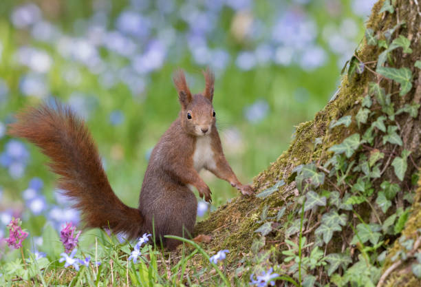 istock Red squirrel in front of flowering scilla 662948742