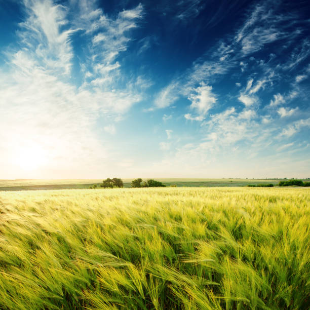 istock deep blue sky in sunset over green agricultural field 662956372