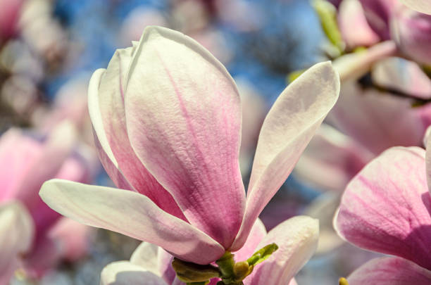 マグノリア ピンク色の梅の木花クローズ アップ屋外出張所 - tree magnolia vibrant color close up ストックフォトと画像