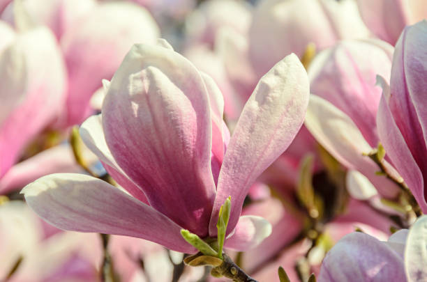マグノリア ピンク色の梅の木花クローズ アップ屋外出張所 - tree magnolia vibrant color close up ストックフォトと画像