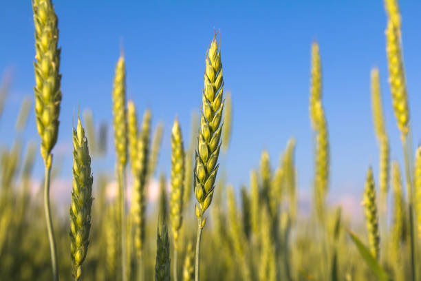 Sunny summer day. Wheat field and blue sky.