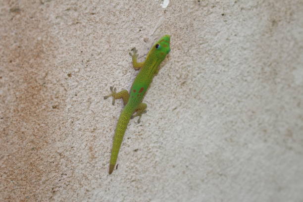 istock Gold Dust Day Gecko - Phelsuma Laticauda 662970298
