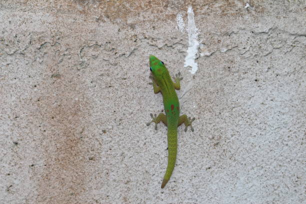istock Gold Dust Day Gecko - Phelsuma Laticauda 662974300