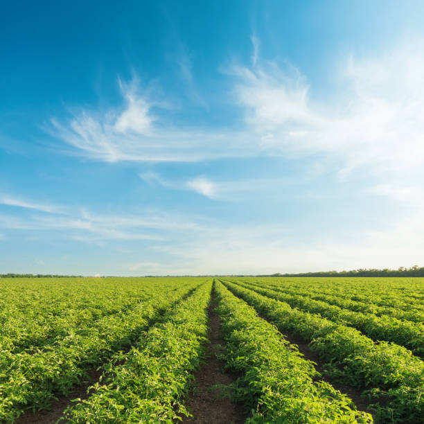 istock blue sky with clouds in sunset over field with tomatoes bushes 662983926