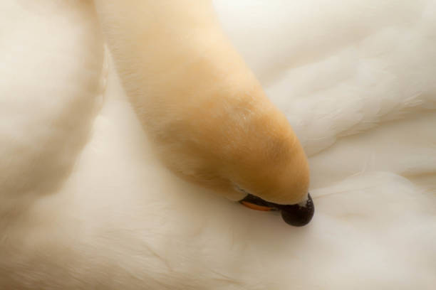 istock White swan grooming his feathers close up 662995318