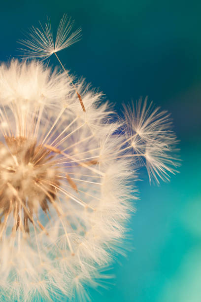 istock dandelion seeds floating in blue background 662995836