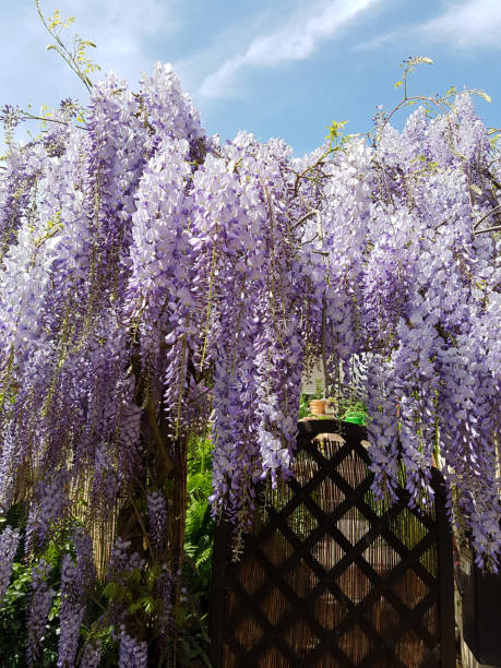 istock Chinese; Wisteria; Inflorescence 663011764