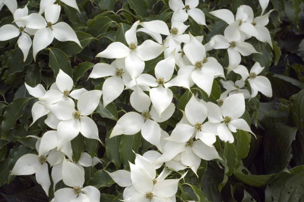 flower dogwood; Cornus kousa,