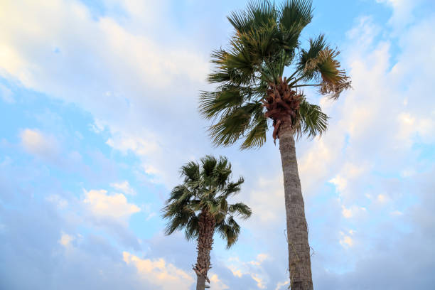 Dessert fan palms or California fan palms with sky Dessert fan palms or California fan palms with sky fan palm tree photos stock pictures, royalty-free photos & images