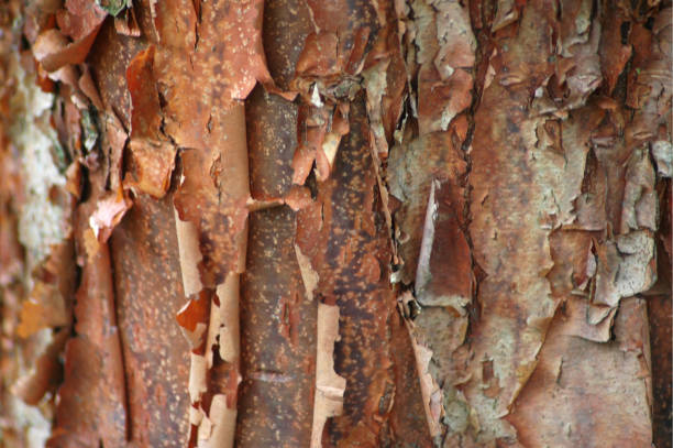 Paperbark Maple Bark Texture stock photo