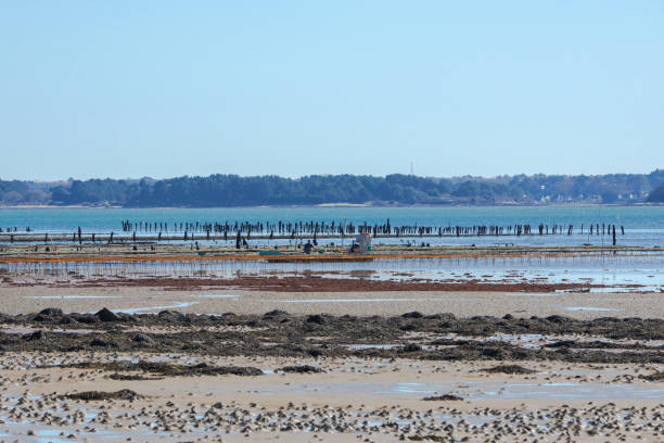 istock Morbihan gulf, oyster farmer 663059126