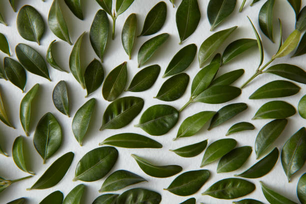 istock Green leaves and white background 663062018