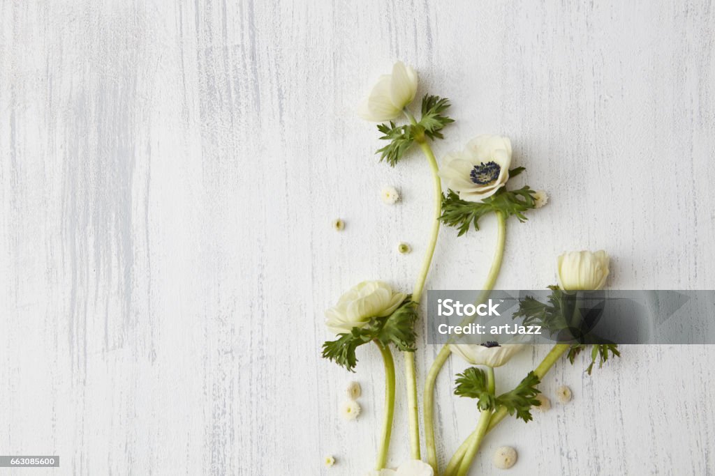 Hermosas Flores Blancas Foto de stock y más banco de imágenes de Amor -  Amor, Aromaterapia, Belleza - iStock