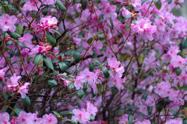 Rhododendron 'Praecox' stock photo