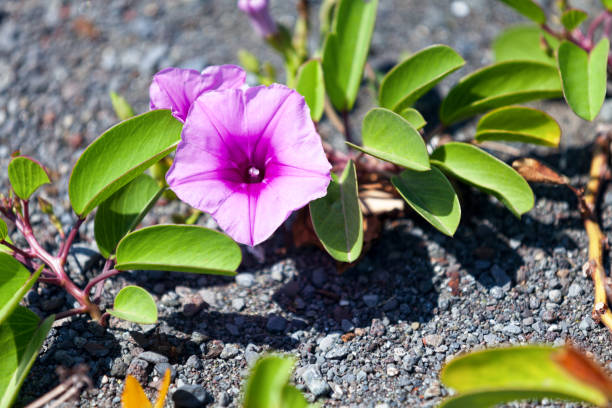 Ipomoea pes-caprae Ipomoea pes-caprae, also known as bayhops, beach morning glory or goat's foot, is a common pantropical creeping vine belonging to the family Convolvulaceae. ipomoea purpurea stock pictures, royalty-free photos & images