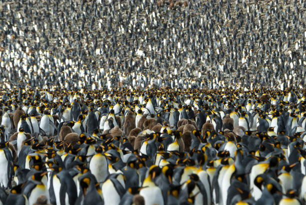 istock King penguins colony at South Georgia 663115432
