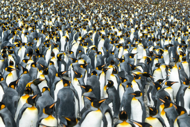 istock King penguins colony at South Georgia 663115616