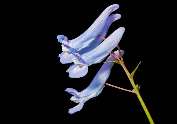 istock Flowers of birthwort 663133842