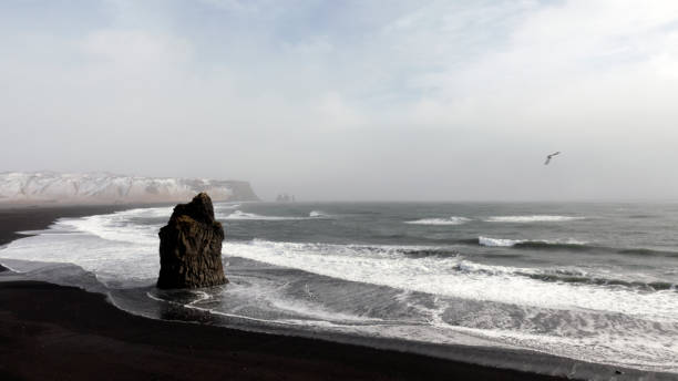 istock Seagull flying over the black sand beach 663135198