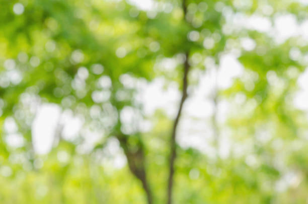 istock beauty sunshine abstract green nature blur background bokeh and tree 663138210
