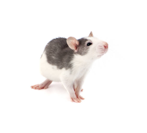 istock Cute little decorative rat on white background. 663148144