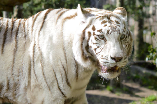 istock Look of a white Tiger 663166460