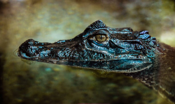 istock head of a crocodile in the water 663168336