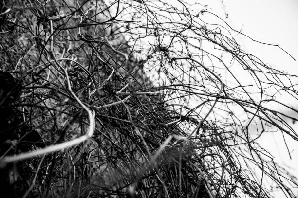 istock ivy on the wall in winter 663168494