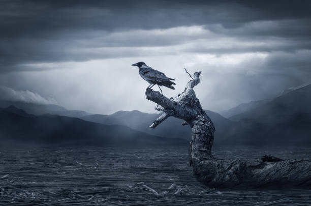 The crow on Branch The crow on Branch fine art painting photos stock pictures, royalty-free photos & images