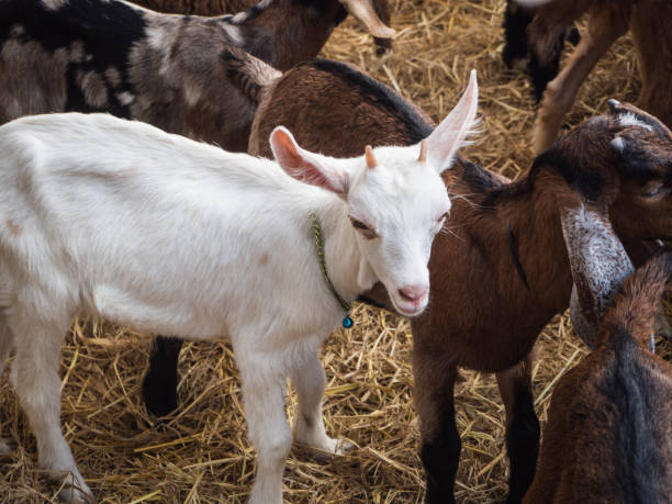 istock white and brown goats in farm 663189656
