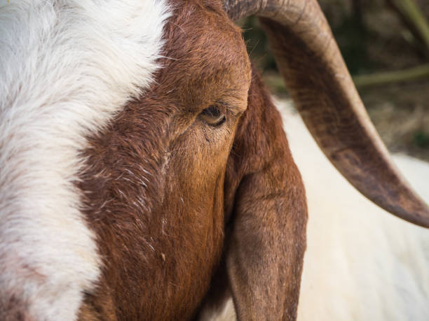 metade bode cabeça closeup - goat animal black domestic animals - fotografias e filmes do acervo