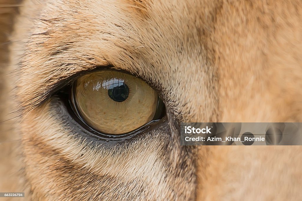 L'occhio di leone - Foto stock royalty-free di Leone - Grande felino