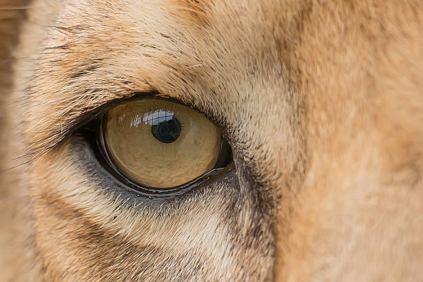 львиный глаз - lion africa undomesticated cat portrait стоковые фото и изображения