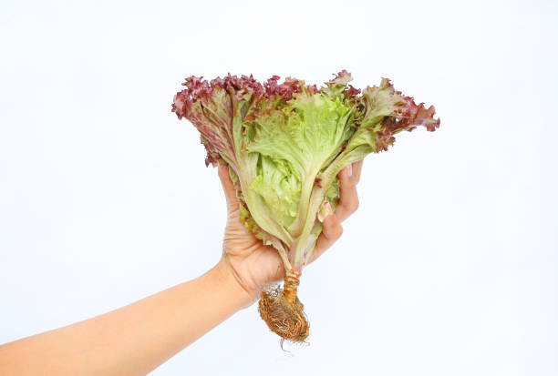 istock Woman hand holding Lollo Rosso lettuce. 663245040
