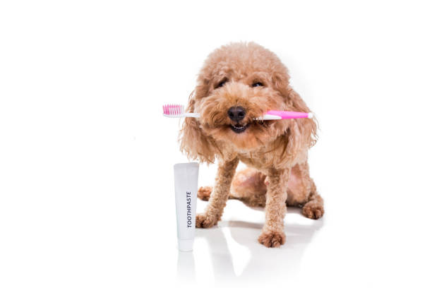 istock Conceptual pet dog holding toothbrush with toothpaste for oral care 663247298