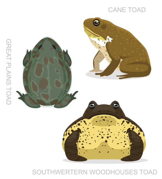 жаба cane установить мультфильм вектор иллюстрация - cane toad toad wildlife nature stock illustrations