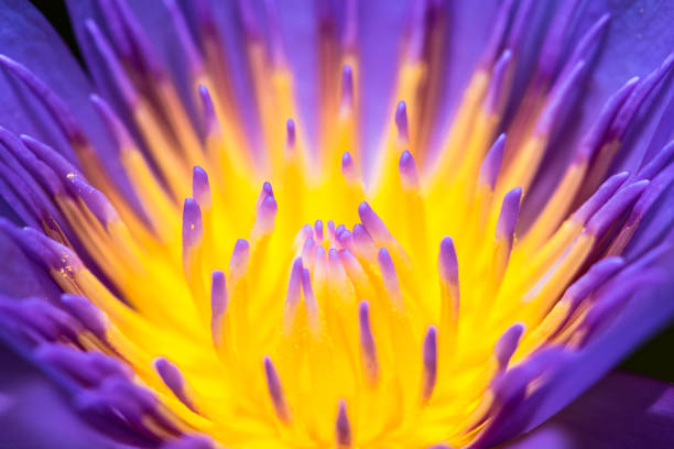 istock Pollen water lily abstract color background 663261598