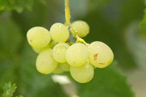 istock fresh ripe grapes in the countryside 663269060