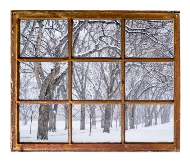 istock alley of old elm trees in blizzard 663270514