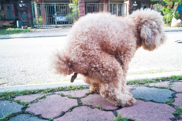 Pet poodle dog pooping on street in neighborhood