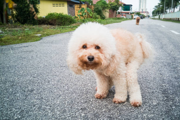 Pet poodle dog pooping on street in neighborhood