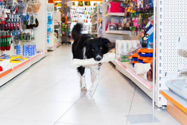 istock Cute Border Collie with big pet bone walking in a pet store 663291432