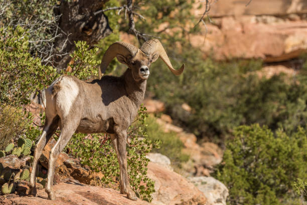 istock Desert Bighorn Sheep ram 663315030